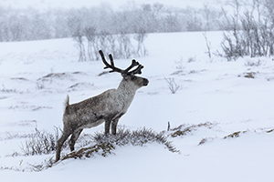 Judit's arctic experience