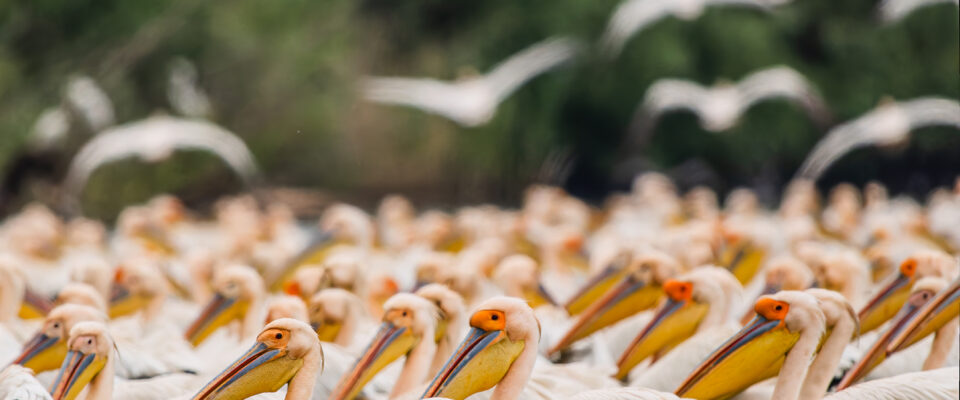 An Unforgettable Experience Danube Delta Photo Tour