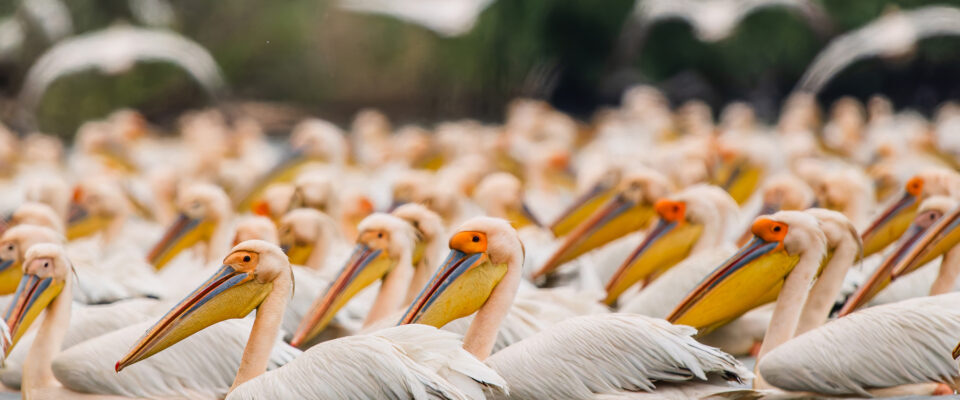 An Unforgettable Experience Danube Delta Photo Tour
